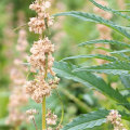 The Many Uses of Hemp: Exploring the Different Parts of the Plant