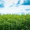 How is hemp good for the world?