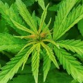 Is Investing in Hemp a Good Idea?